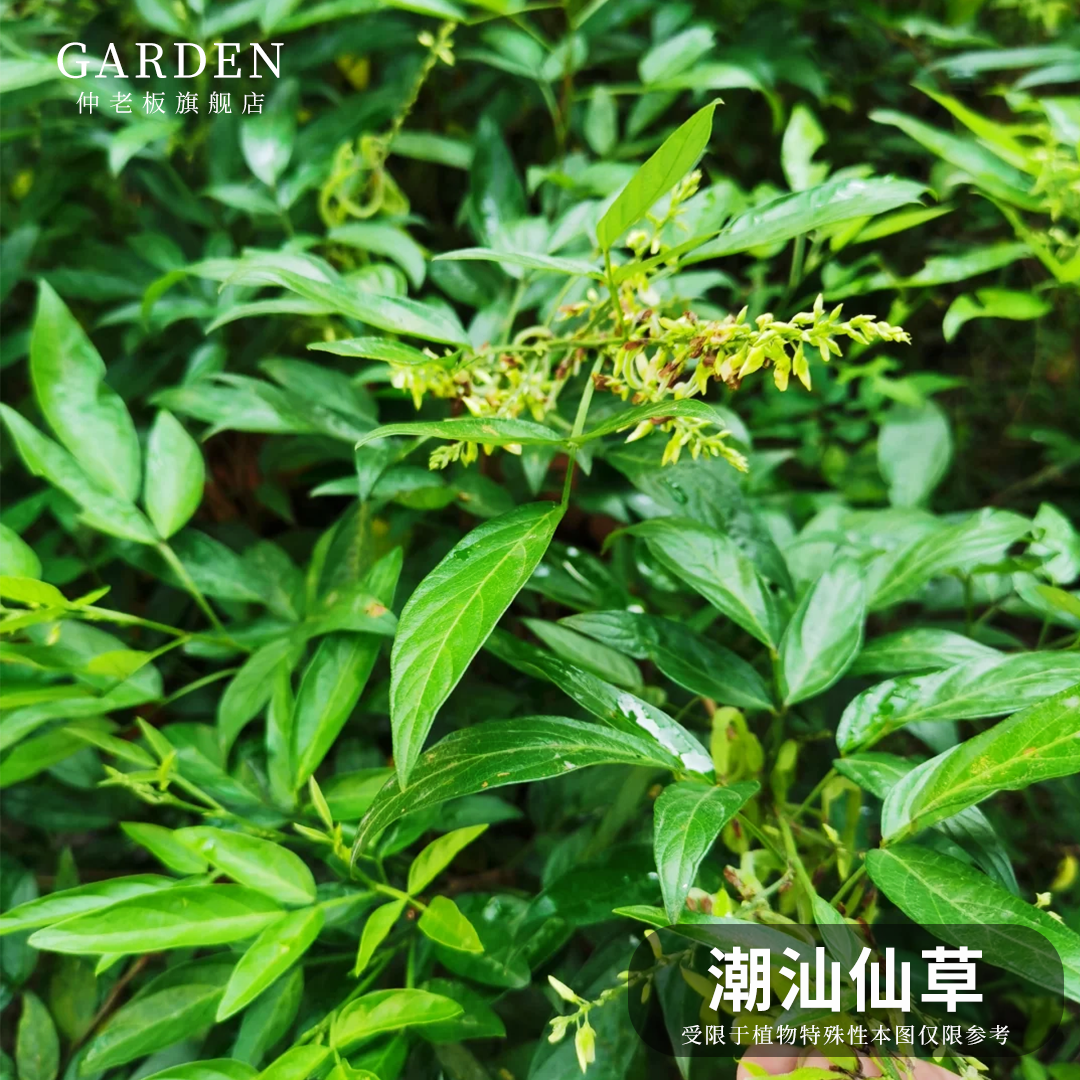 包邮潮汕仙草苗石榴红花瑞草苗抹草盆栽小槐花三叶青家居盆栽阳台