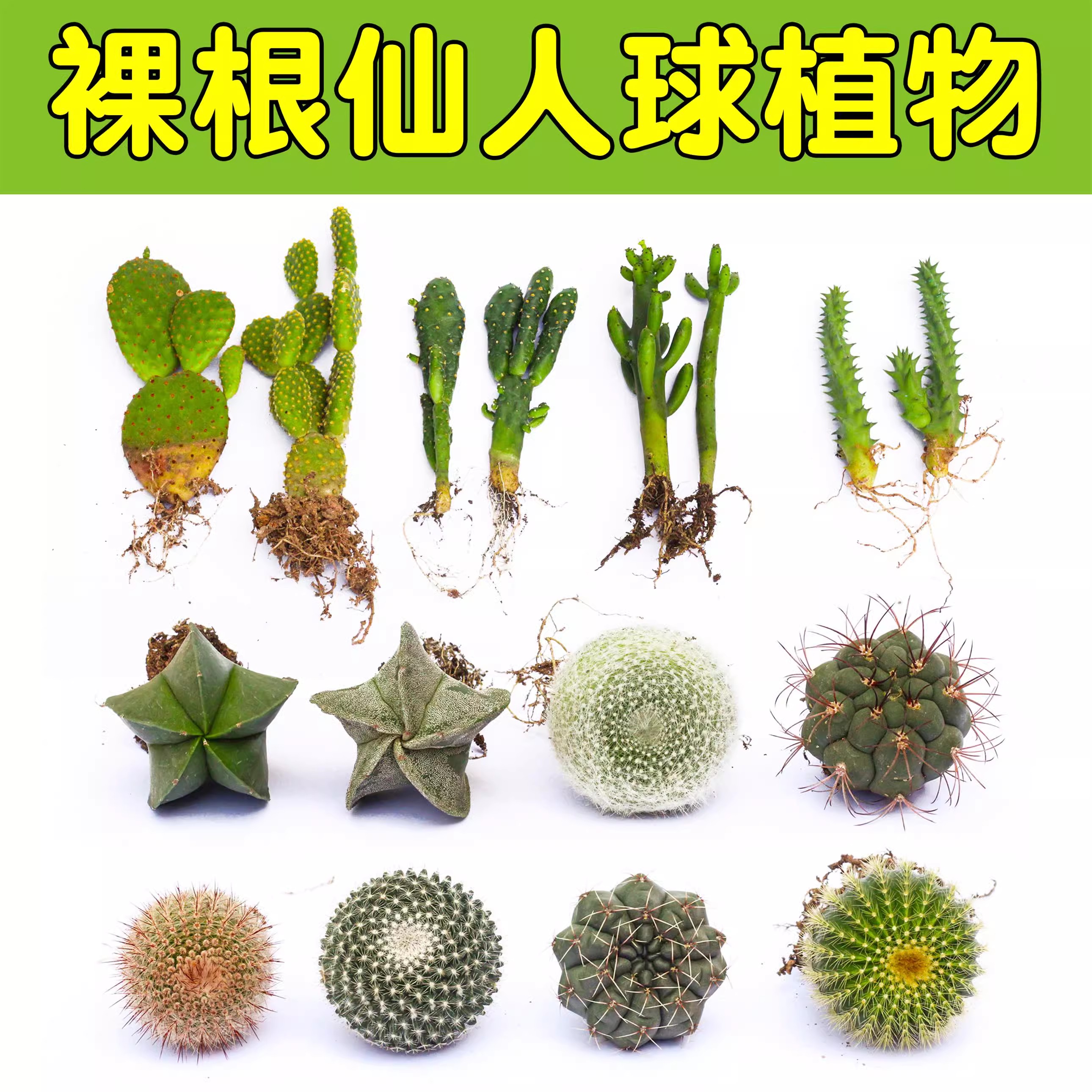仙人球盆栽多肉植物组合仙人掌