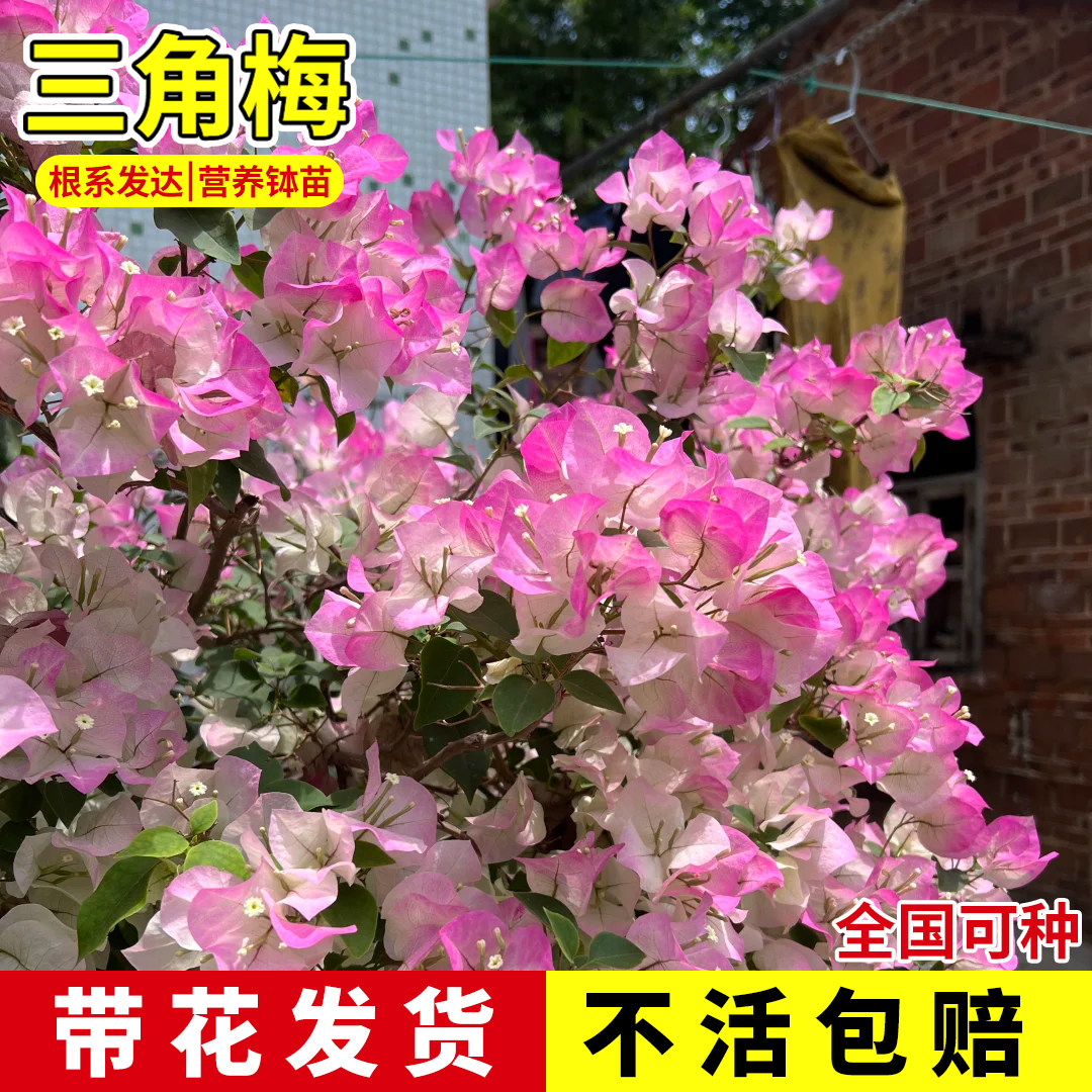 三角梅带花大苗盆栽四季勤花卉