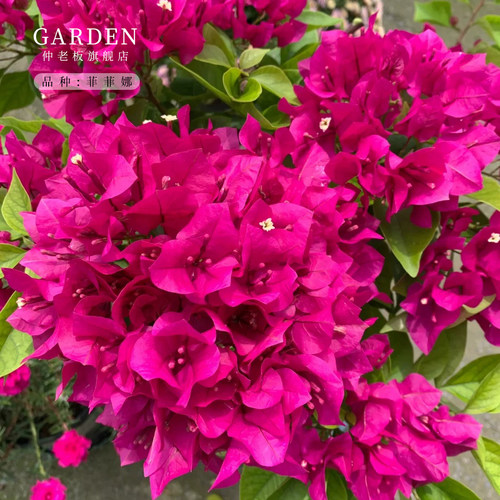 重瓣三角梅盆栽大苗勤花老桩花卉