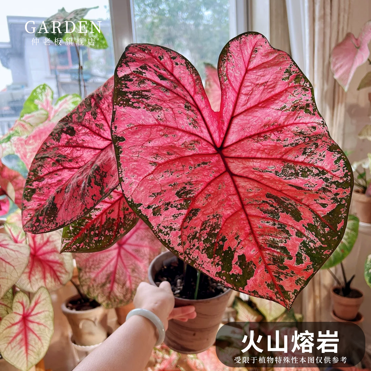彩叶芋盆栽大球观叶植物好养活图片