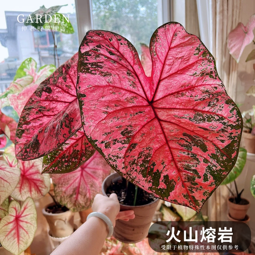 彩叶芋盆栽大球观叶植物好养活