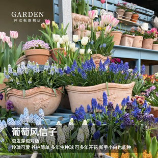 葡萄风信子进口种球花卉土培水培多年生盆栽植物好养易复花球根