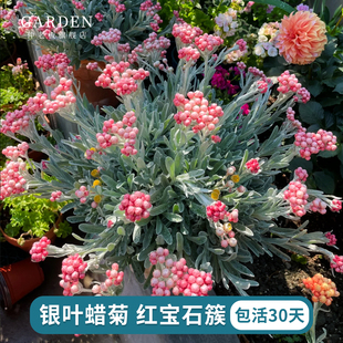 日本进口银叶蜡菊红宝石橙宝石簇银叶植物干花切花多年生阳台盆栽