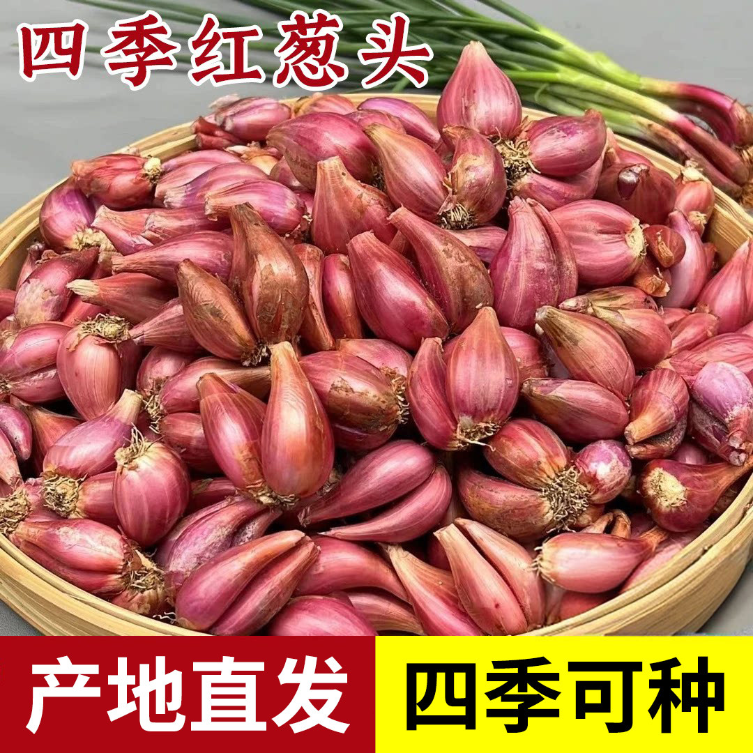 四季小香葱种头四川葱种葱种子