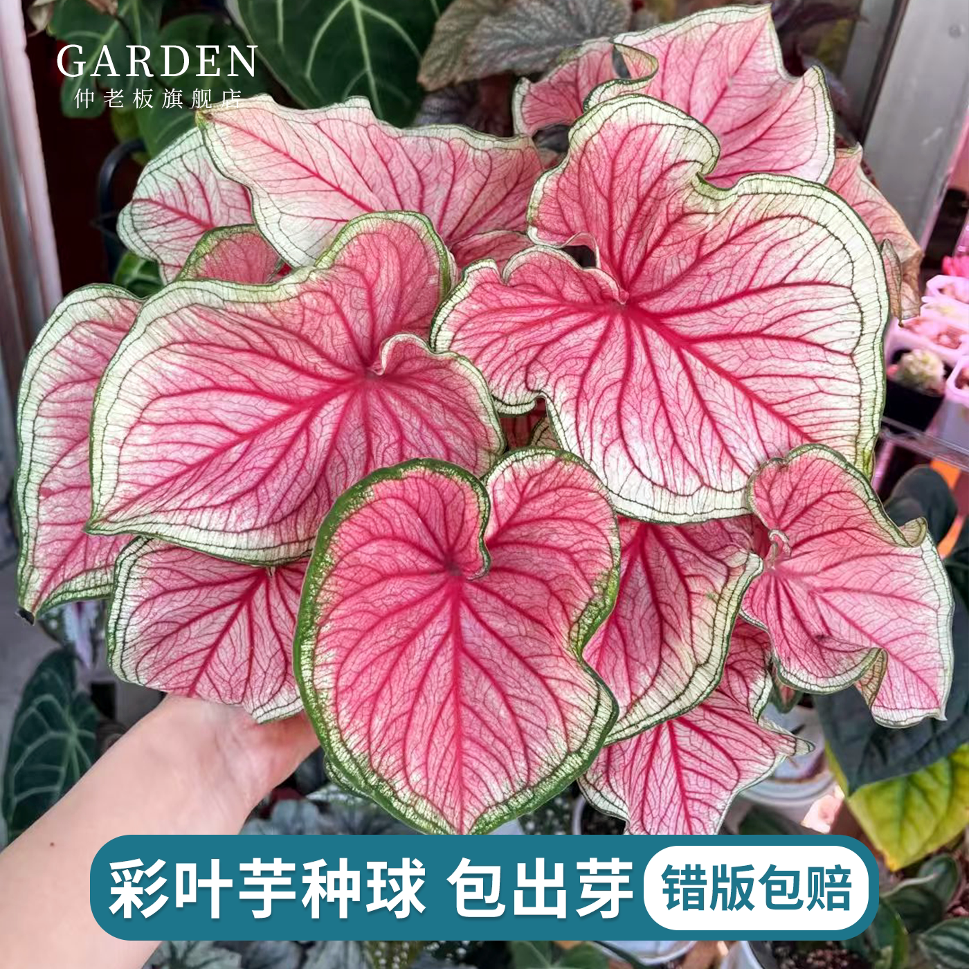 彩叶芋种球白色恋人粉色飞溅植物图片