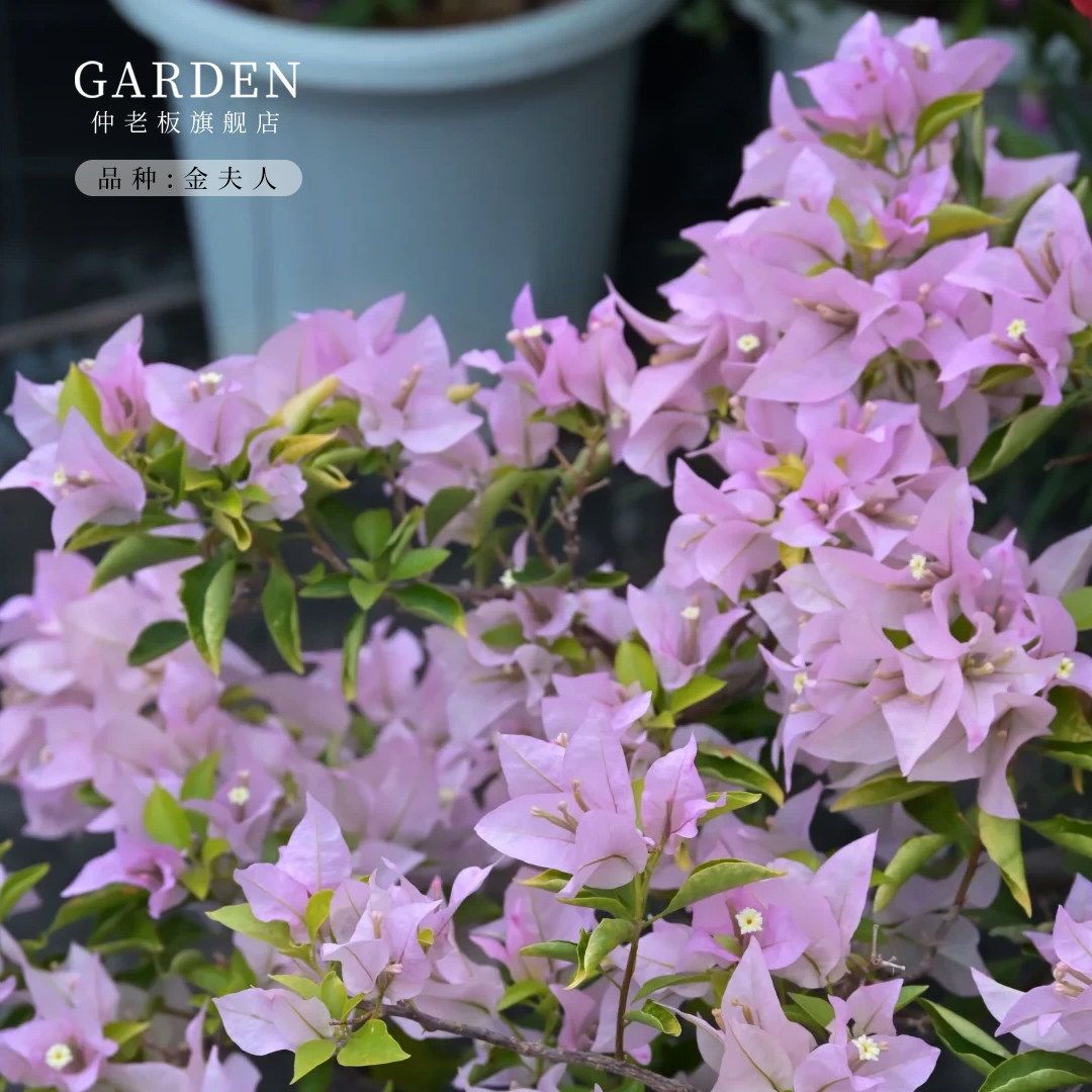 金夫人三角梅盆栽大苗重瓣勤花老桩室内外爬藤植物多季开花好养活,鲜花速递/花卉仿真/绿植园艺,时令草本花卉,淘宝优惠券,粉丝福利购,淘宝优惠卷