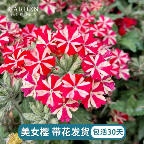 美女樱苗盆栽带花发货多年生植物