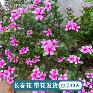 长春花盆栽带花苞苗阳台四季开花庭院阳台耐热好养木本花卉绿植物
