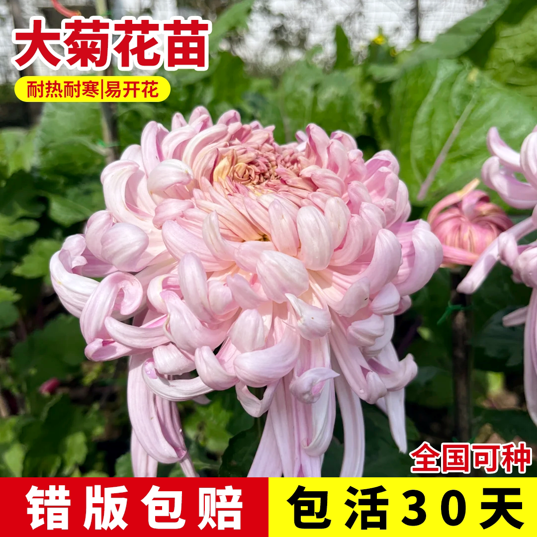 大菊花苗独本菊花苗国菊瑞云殿鹅毛粉黛国耐热耐寒多年生宿根植物