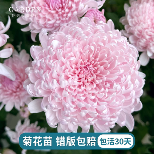 进口雏菊花苗宿根植物花苗切花菊