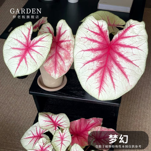 彩叶芋盆栽大球观叶植物好养活