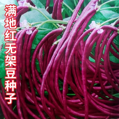 满地红无架豆种子春秋不搭架