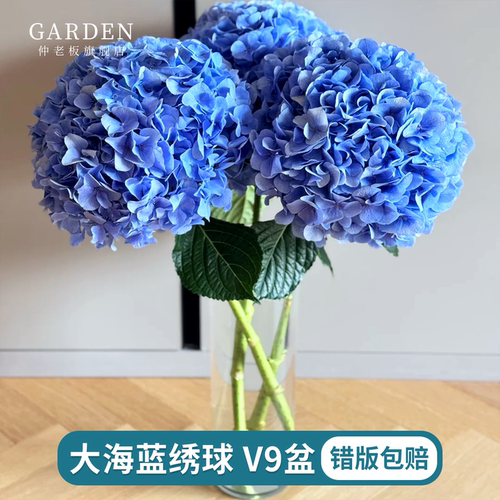 大海蓝绣球花苗地栽庭院