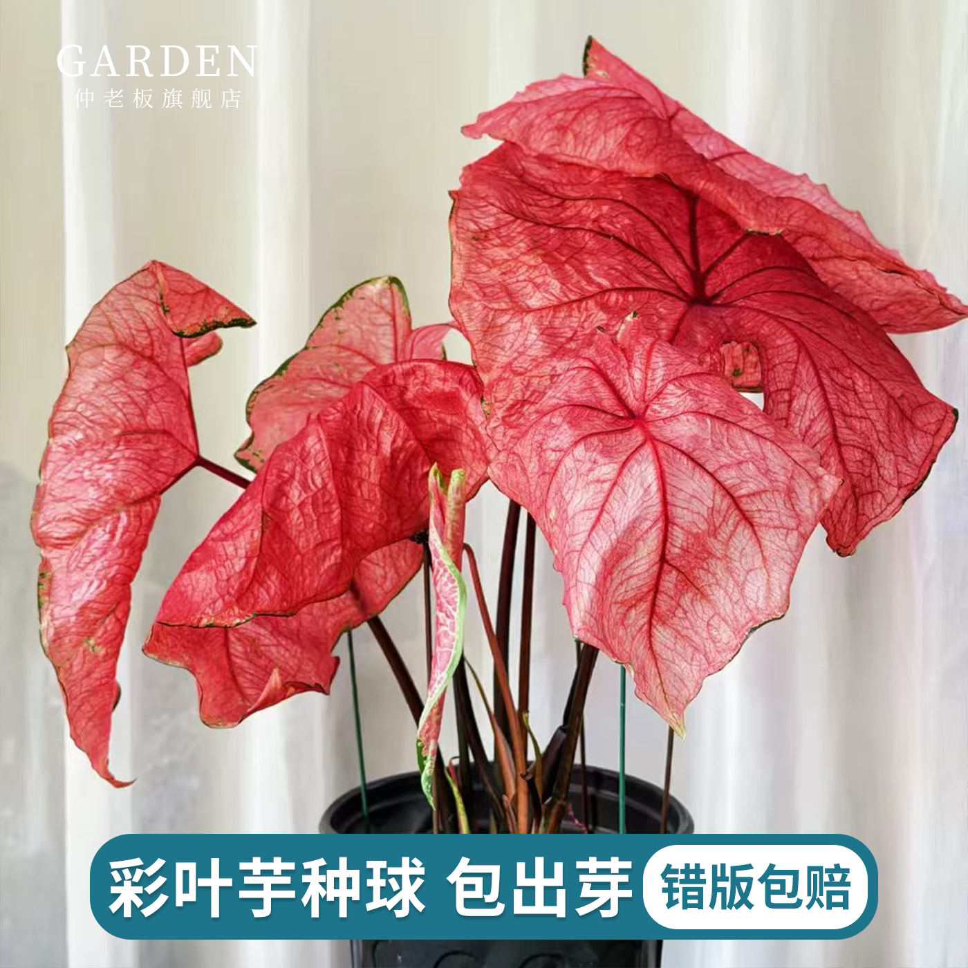 彩叶芋种球花卉大球植物好养盆栽图片