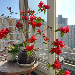 中国红三角梅盆栽大苗重瓣勤花老桩室内外爬藤植物多项季开花好养