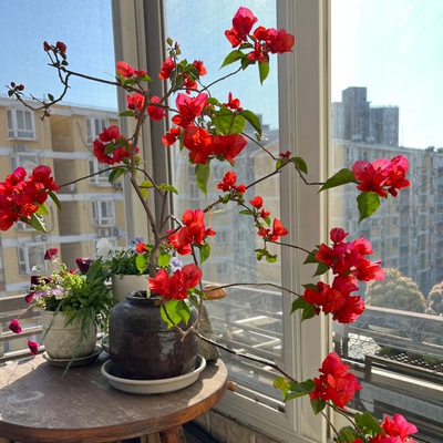 中国红三角梅盆栽大苗重瓣老桩