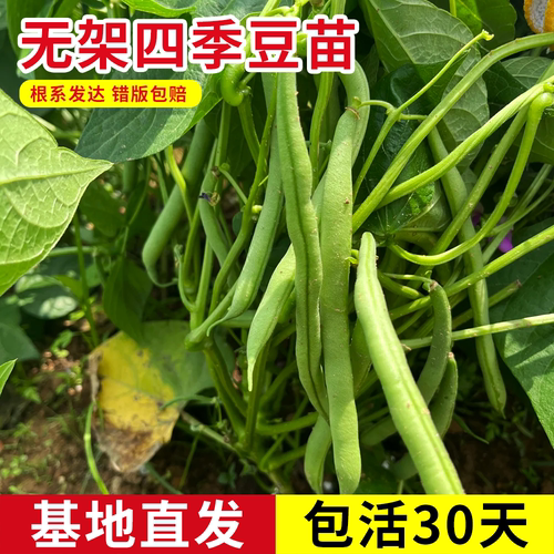 无架四季豆秧苗阳台盆栽四季扁豆