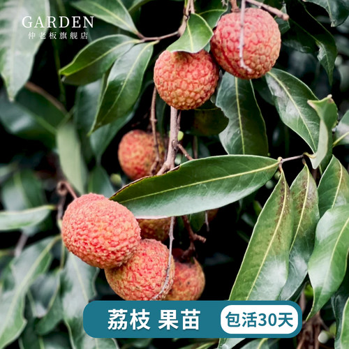 荔枝树无核桂味果树盆栽妃子笑
