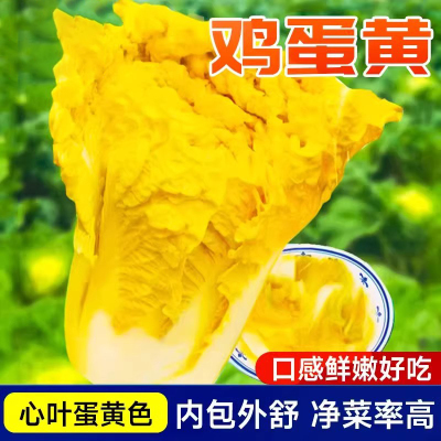 鸡蛋黄色大白菜种狮头种子籽