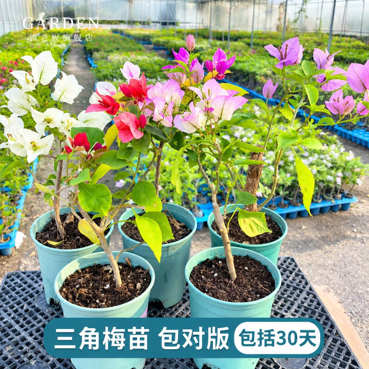 重瓣三角梅盆栽大苗勤花老桩室内外爬藤植物红梅花卉四季开花好养