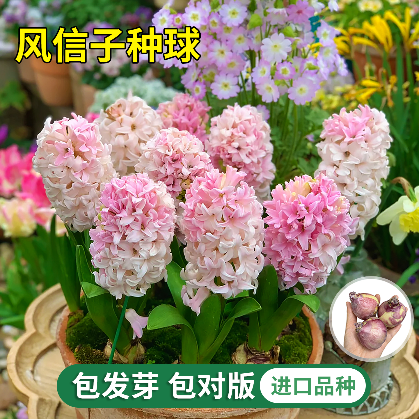 进口风信子种球水养土培冬季水培带芽耐寒易活花卉盆栽植物室内花