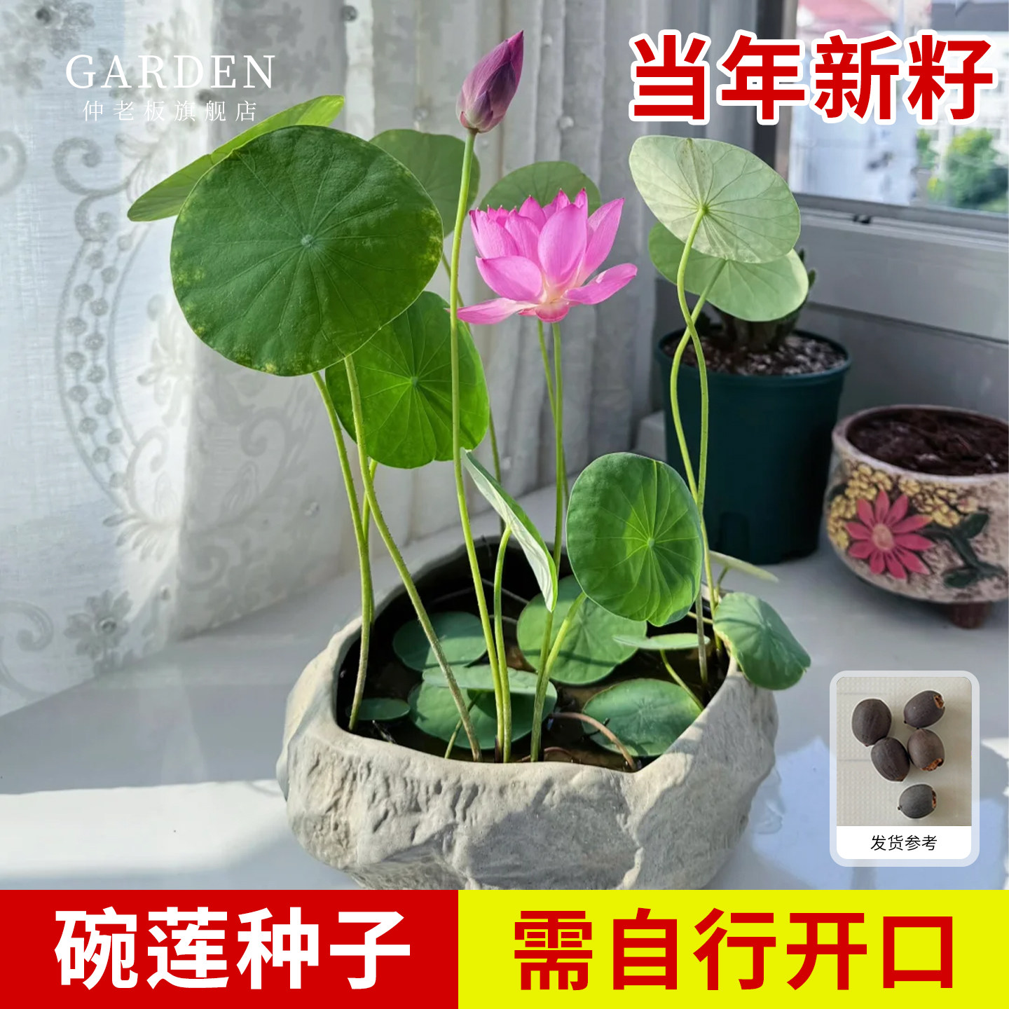 水培碗莲种籽子四季睡莲荷花水养植物种藕缸养盆栽铜钱草草籽种孑