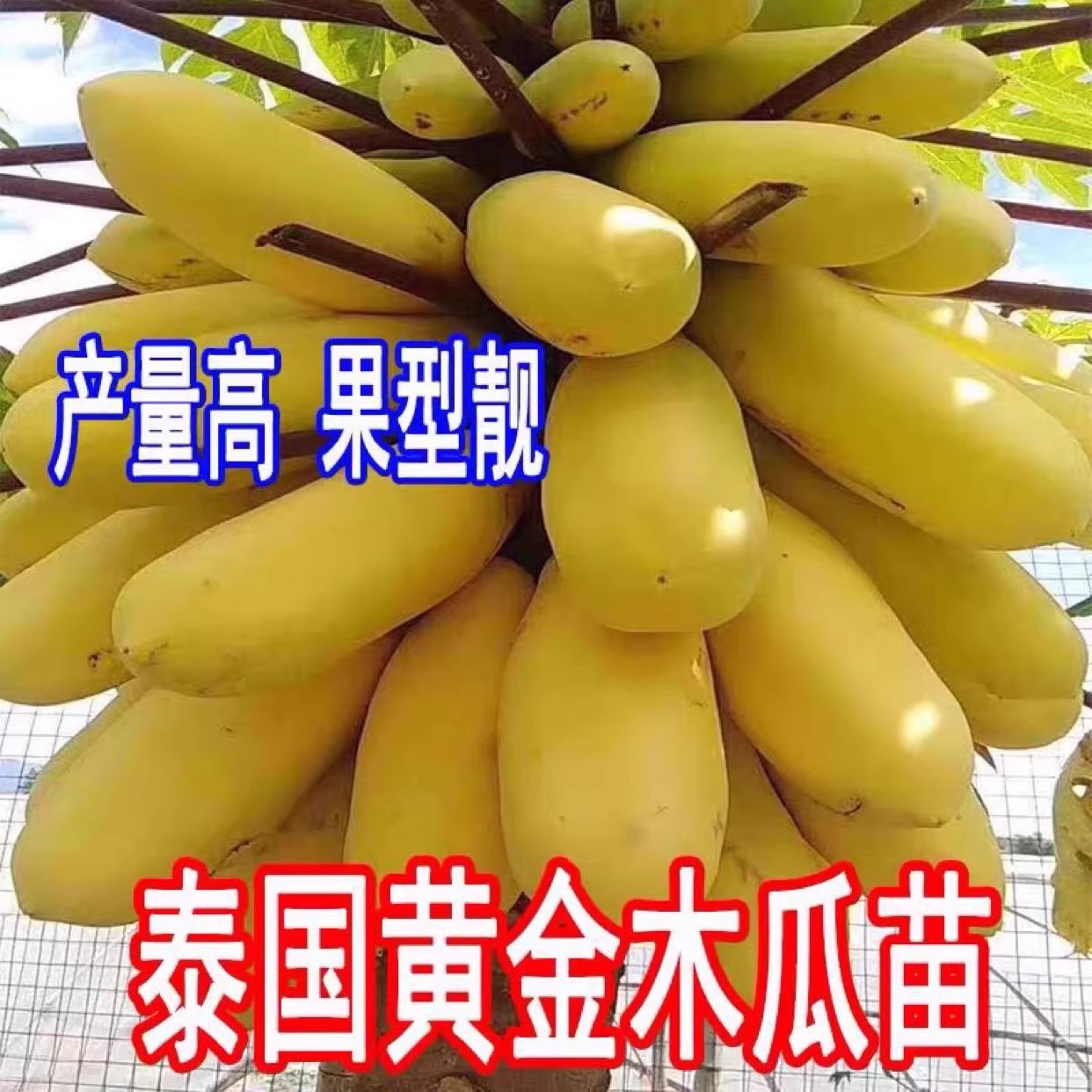 黄金牛奶木瓜种子矮化果树种籽