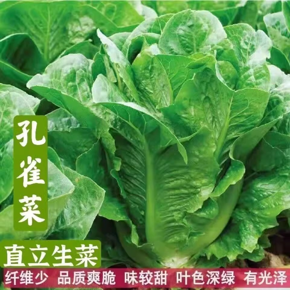 孔雀菜种子清香脆嫩夏季奶油生菜