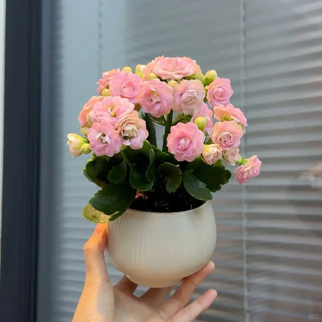 玉芙蓉大花重瓣长寿花盆栽带花苞