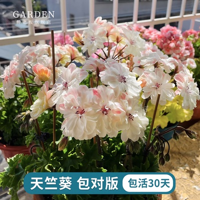 天竺葵盆栽重瓣大花阳台花卉绿植