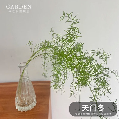 花卉天门冬吊兰武竹丝盆栽苗