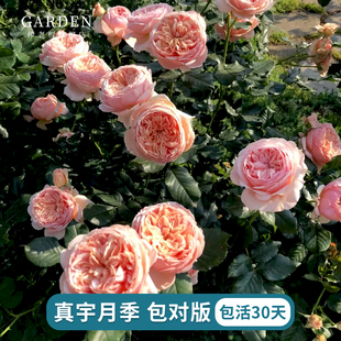 月季花苗小苗花卉绿植物室内外阳台爬藤灌木盆栽蔷薇玫瑰容易开花