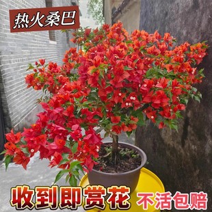 热火桑巴三角梅盆栽大苗带花紫红桑巴橙桑巴高飘枝庭院好养