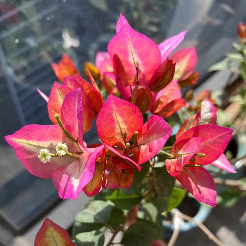 倾城三角梅盆栽爬藤绿植庭院阳台