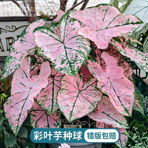 彩叶芋白色恋人粉色飞溅盆栽花卉