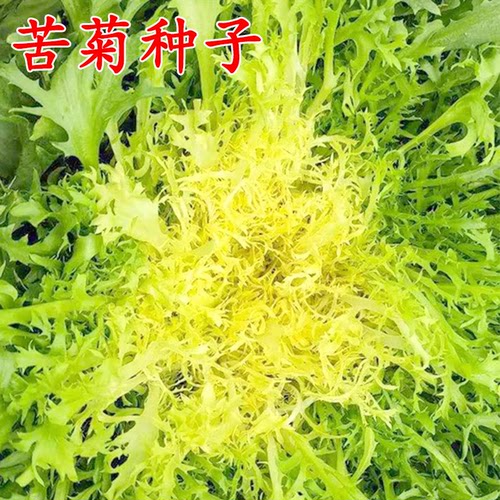 四季苦菊种子苗花叶苦菊菜籽种