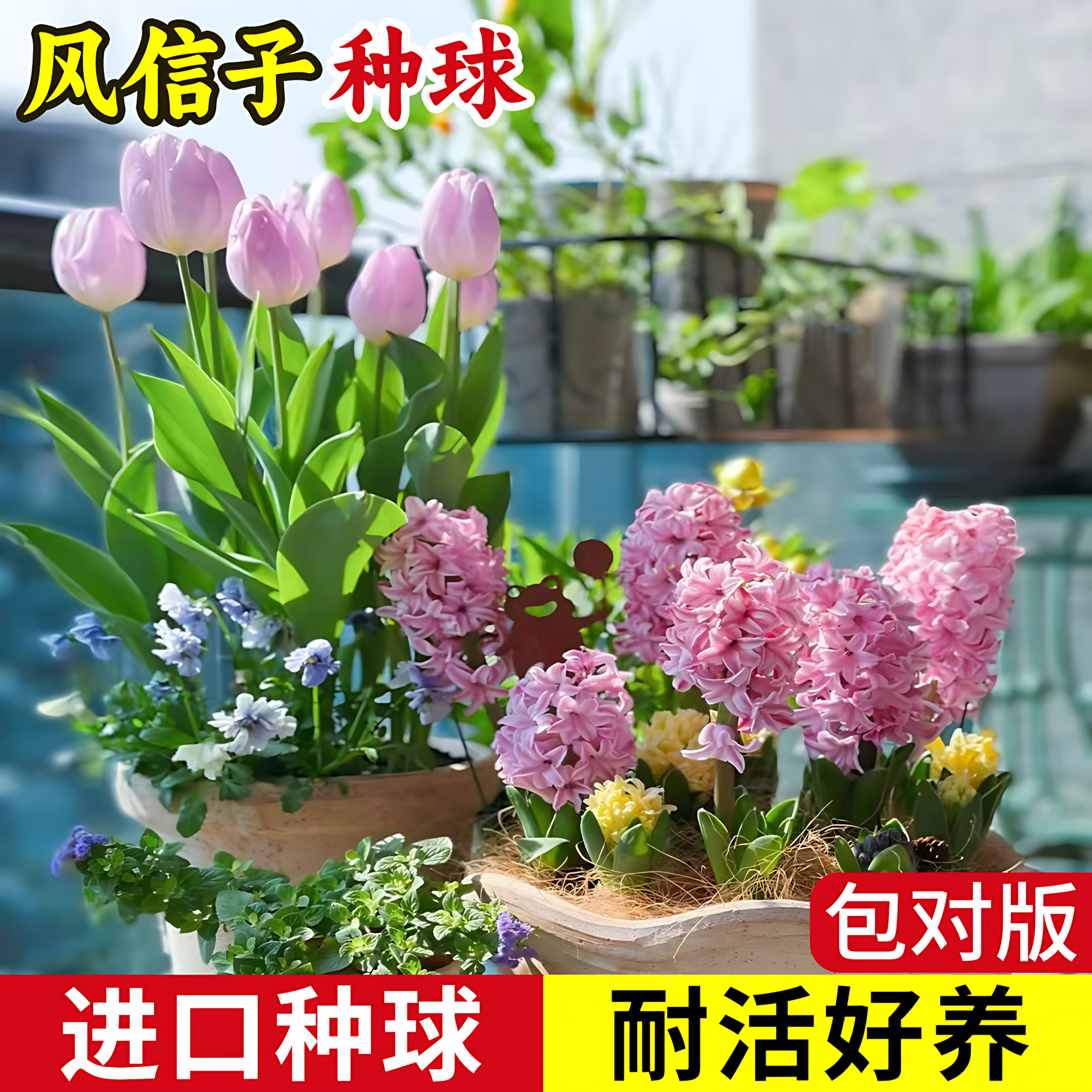 风信子种球水培套装四季水养郁金香花卉室内耐寒土培绿植秋冬盆栽