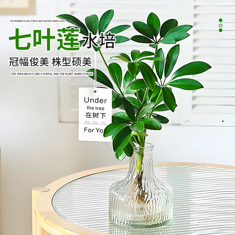 鸭脚木八方来财七叶莲桌面花卉