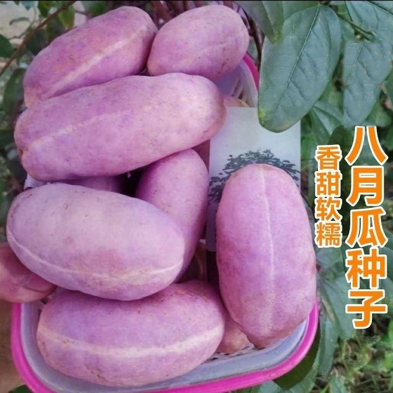 紫色八月瓜种子籽少肉多水果