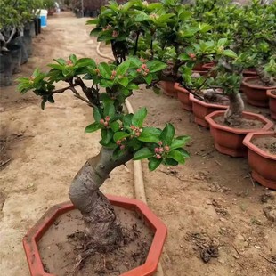 冬红果盆景海棠花果树盆栽地栽树桩矮化苹果苗长寿果树苗地栽阳台