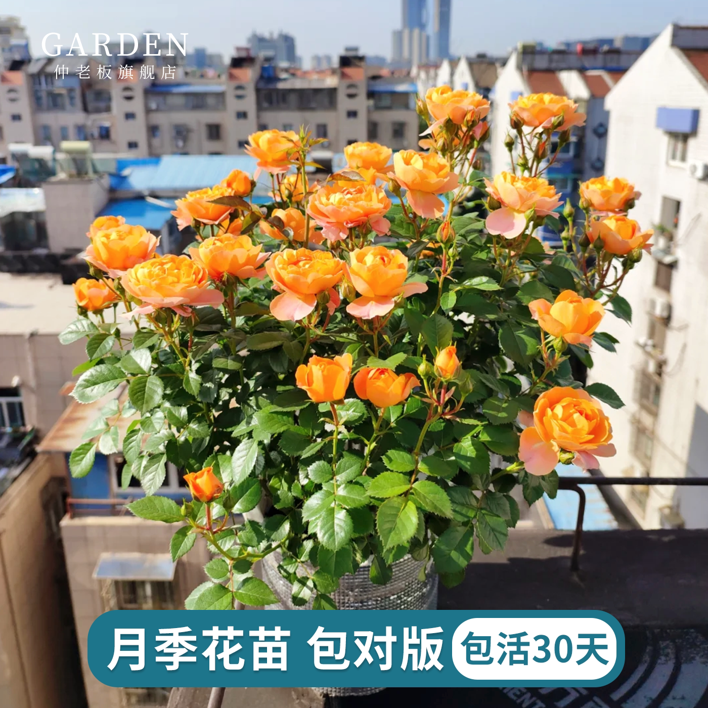 月季花苗小苗花卉室内外阳台花卉图片
