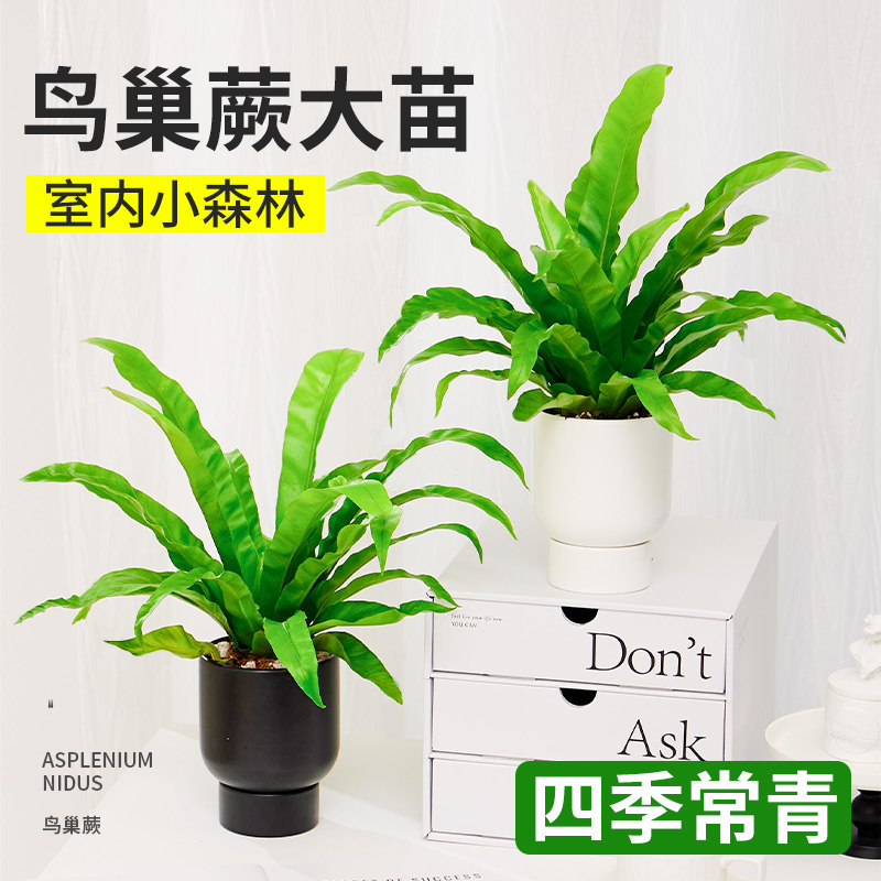 火焰鸟巢蕨盆栽办公室招财