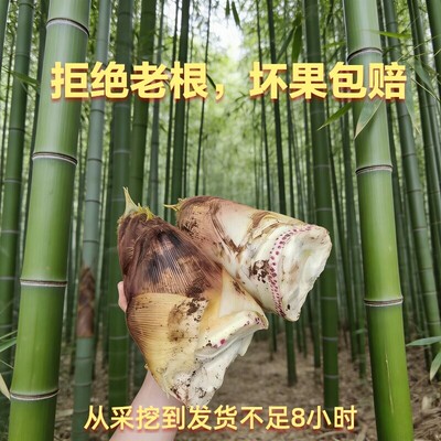 春笋新鲜现挖农家新鲜整箱批发