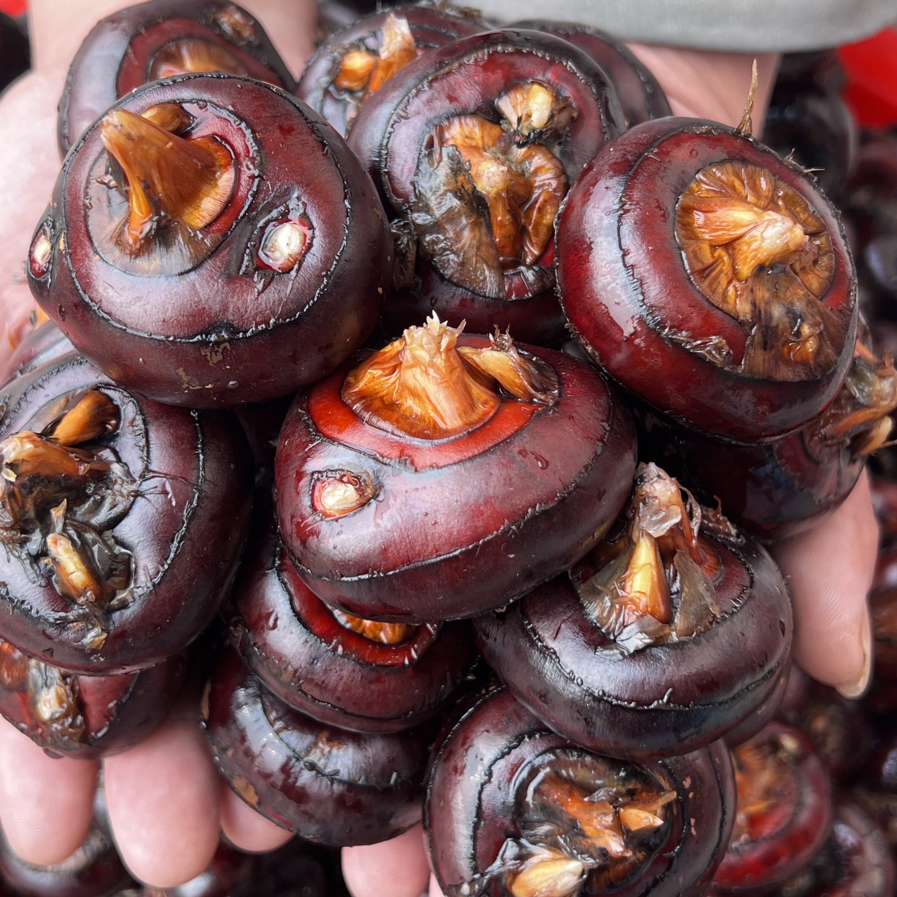 马蹄荸荠新鲜大果不带泥免洗蔬菜火锅水果新鲜无为现挖现发5斤装