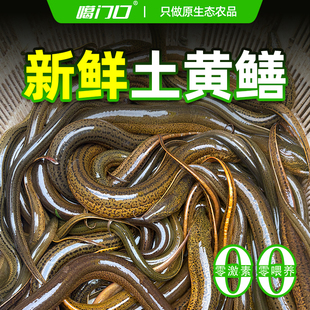 鲜活黄鳝大号活体现杀速冻冷冻顺丰速发野外生长正宗土鳝生态鳝鱼