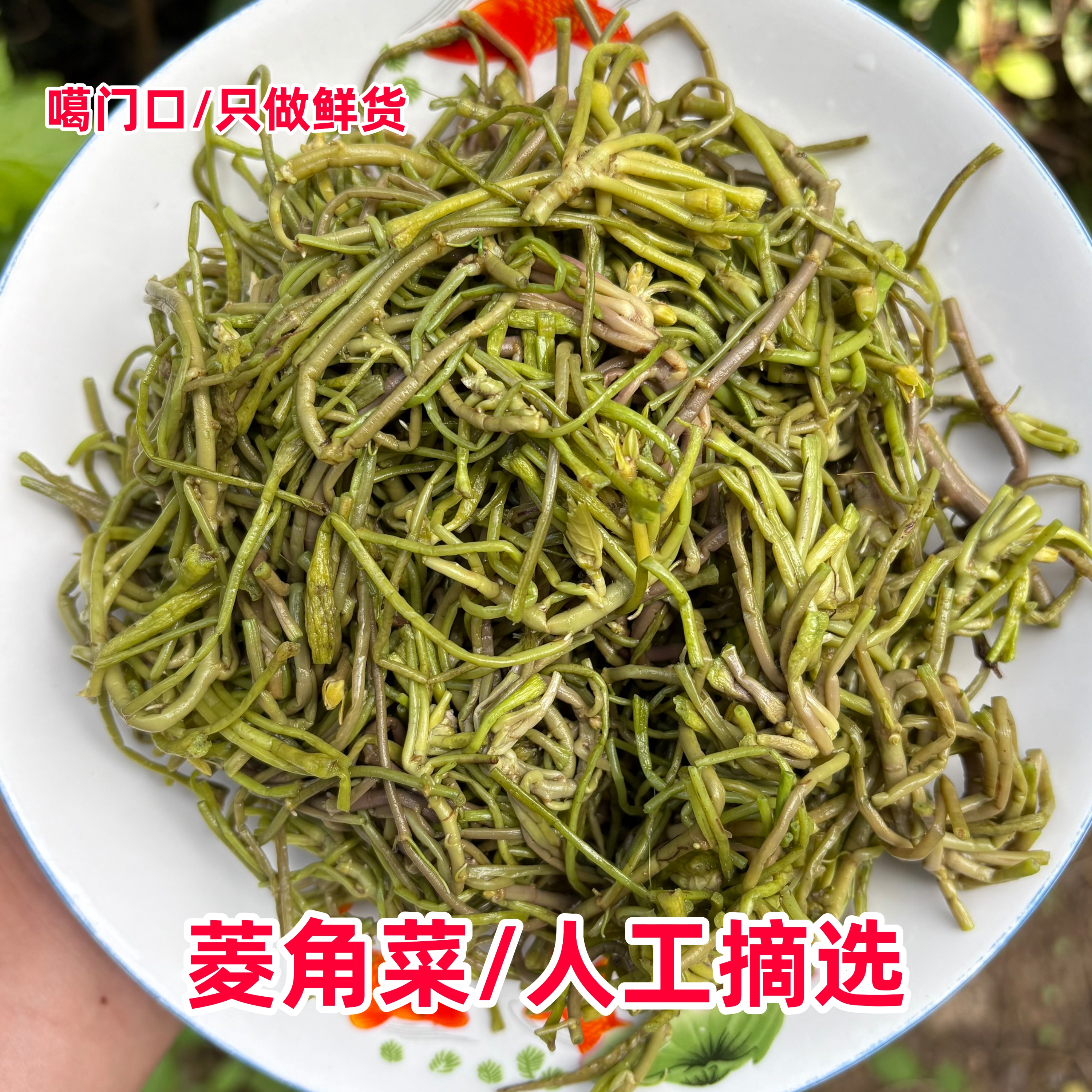 菱角菜安徽特产凉菜新鲜采摘水生