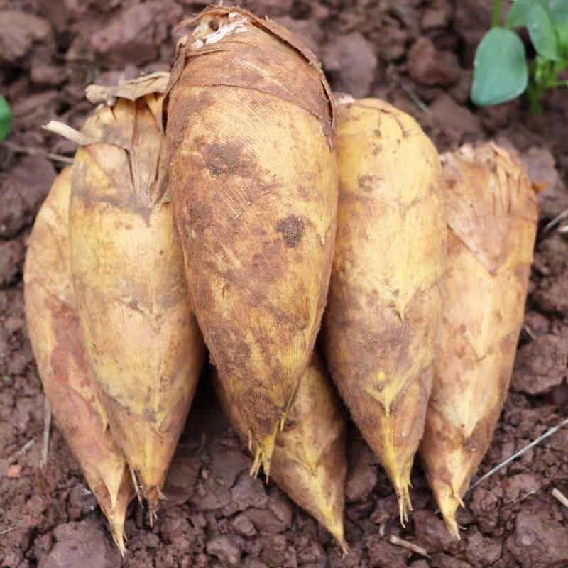 春笋新鲜现挖农家新鲜整箱批发带壳安徽产地直发笋尖高山毛竹笋