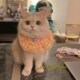 饰品围巾夏季 新品 猫咪围脖口水巾宠物围兜项圈C小狗狗领结脖子装