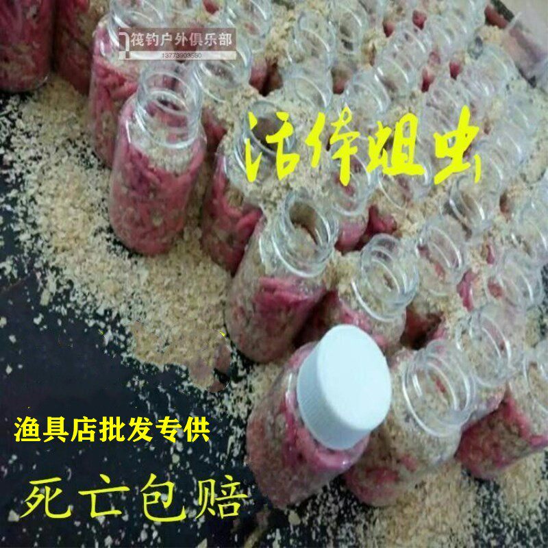 红蛆虫钓鱼渔活体钓鱼饵鲜活白驱肉蛆蝇蛆活虫鲫鱼鲤鱼嘎鱼瓶90条